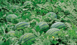 吃瓜群爆料大棚图片高清,高清图片下的农业秘密大曝光